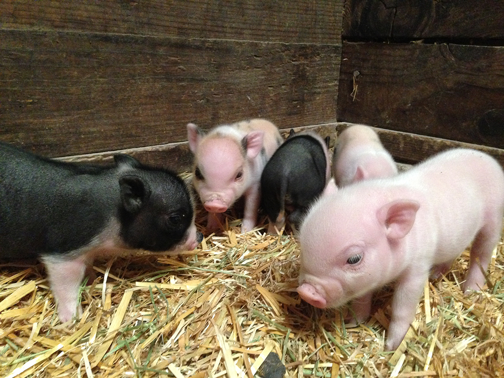 Baby Mini Pigs